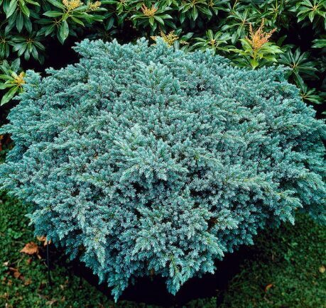 Zvīņainais kadiķis 'Blue Star'